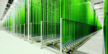 Producción industrial de algas en fotobiorreactores