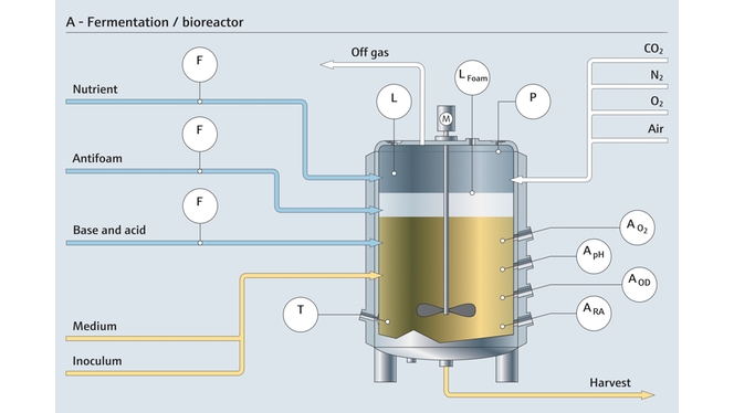 Fermentación en un biorreactor y los puntos de medición correspondientes