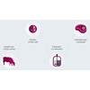 Proceso de producción de carne cultivada